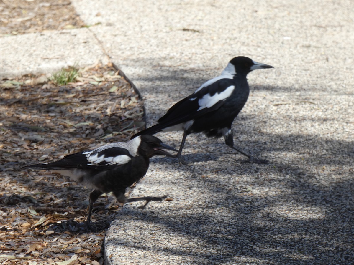 Australian Magpie - ML647397787
