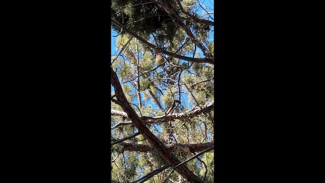 Омелюх американський - ML647397789