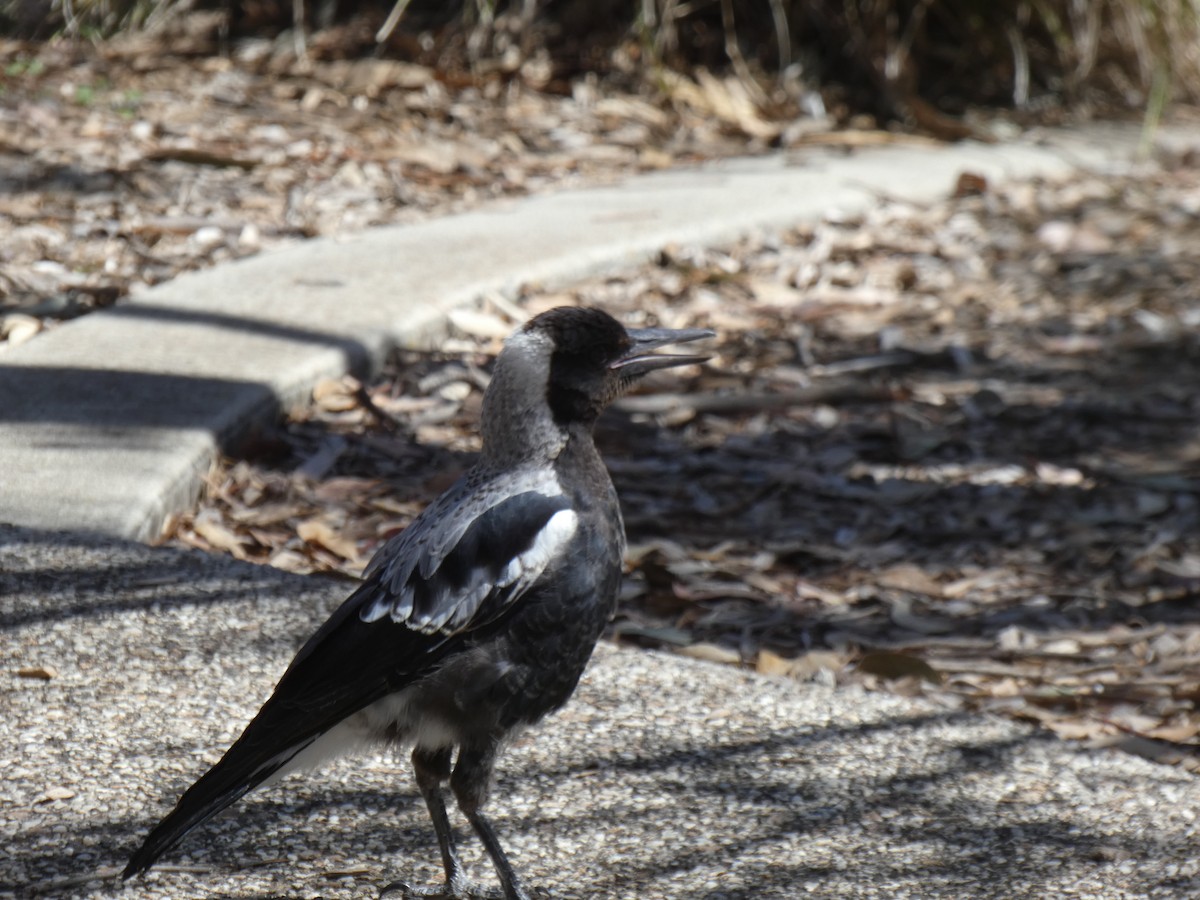 Australian Magpie - ML647397792