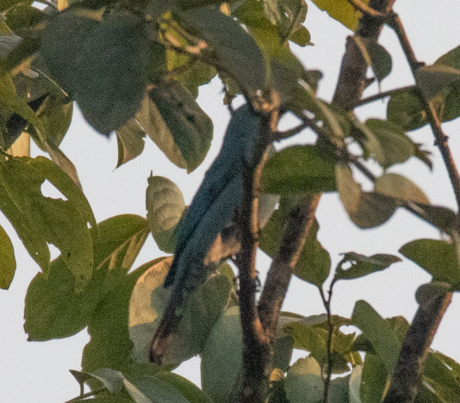 Verditer Flycatcher - ML647397793