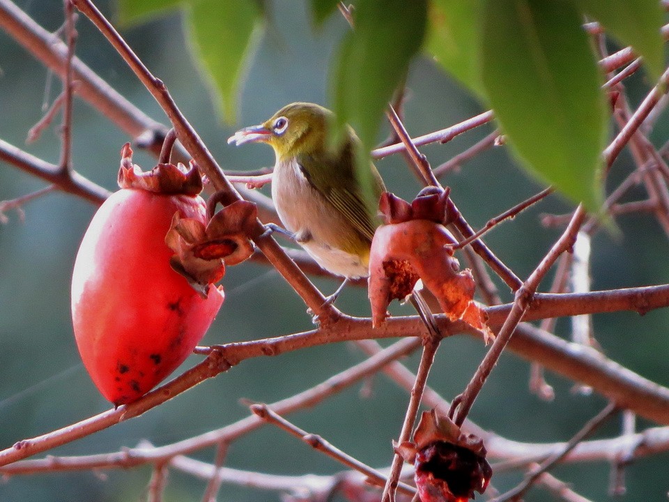 Warbling White-eye - ML647397794