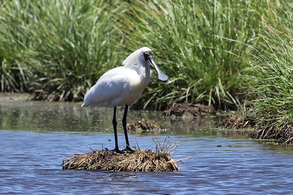 Kara Yüzlü Kaşıkçı - ML647397795