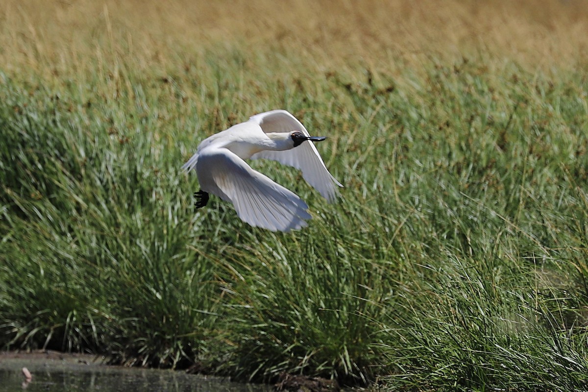 Kara Yüzlü Kaşıkçı - ML647397796