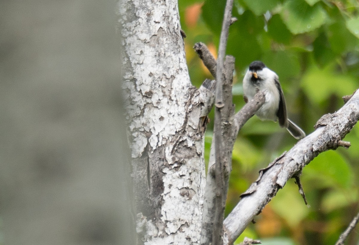 Mésange boréale - ML647397798