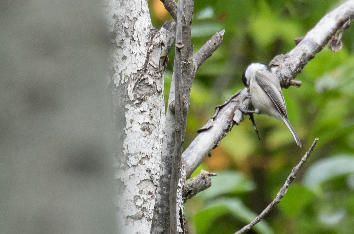 Mésange boréale - ML647397799