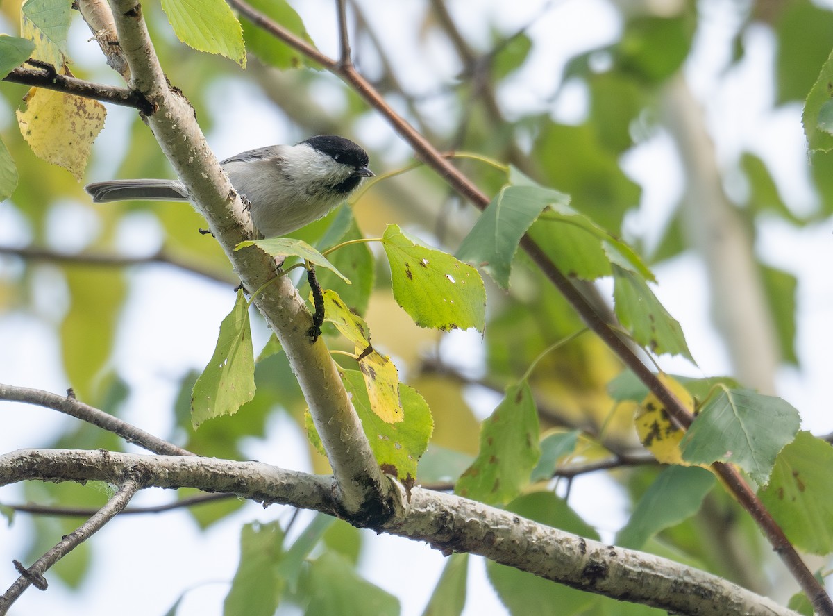 Mésange boréale - ML647397800