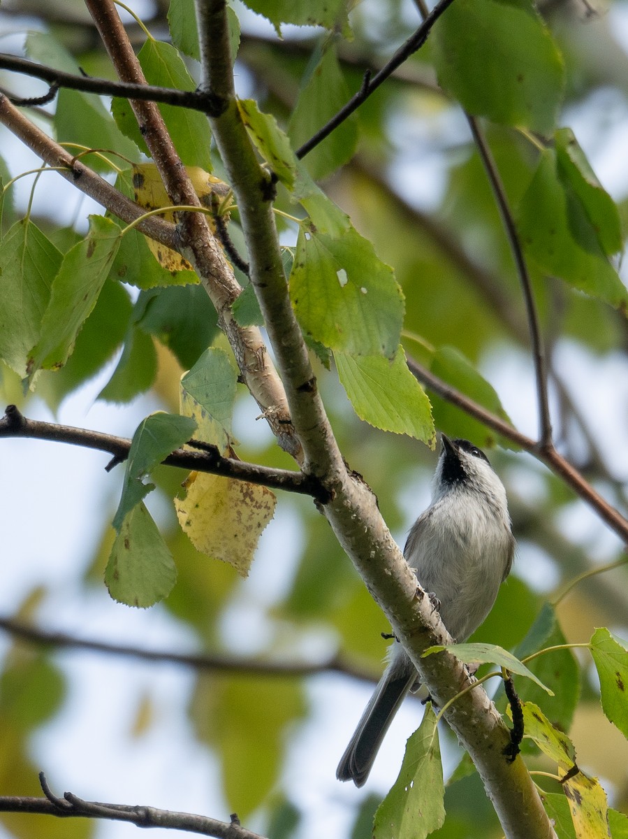 Mésange boréale - ML647397801