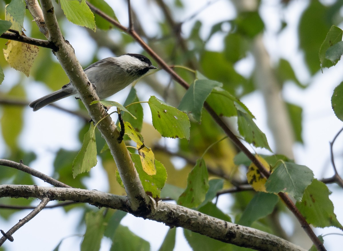 Mésange boréale - ML647397802