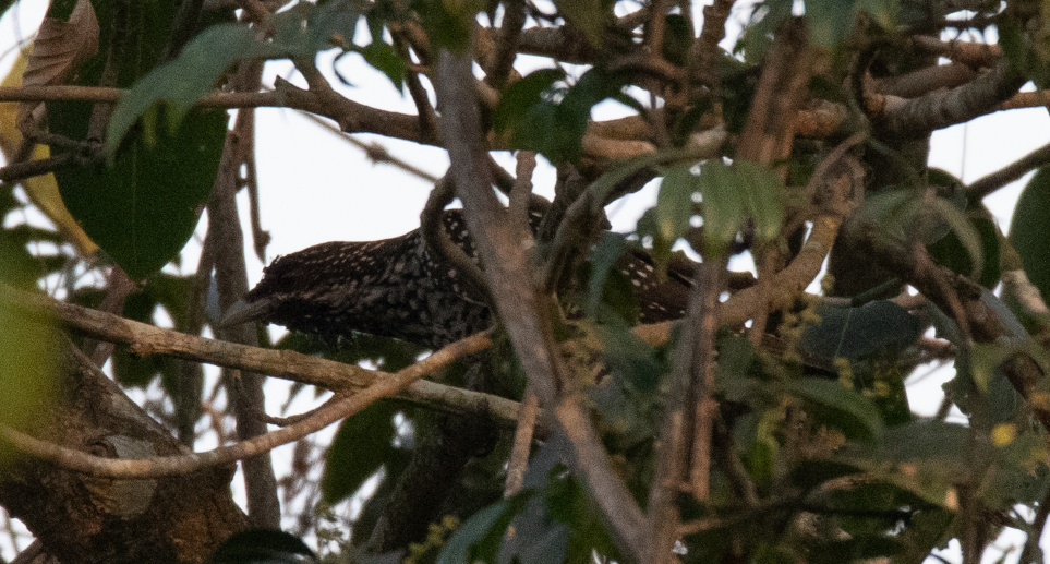 Asian Koel - ML647397804