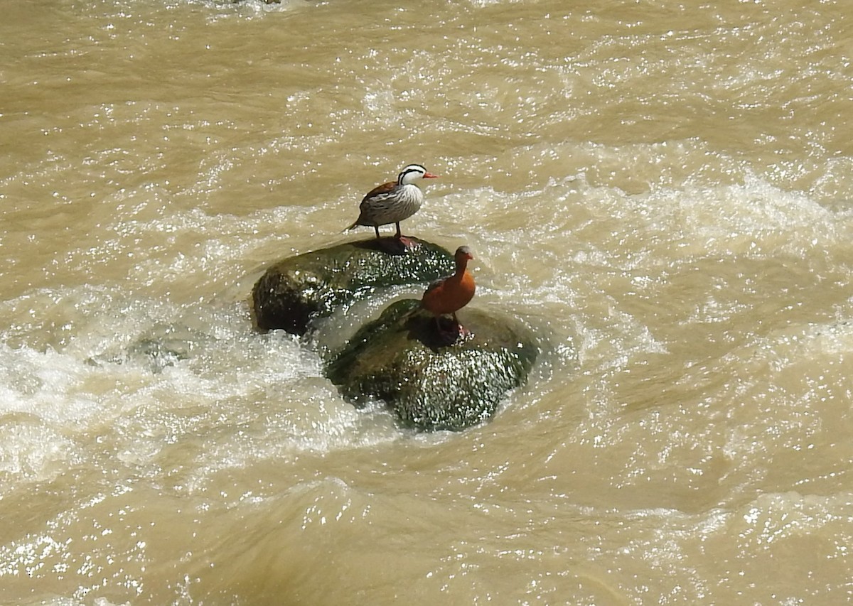 Torrent Duck - ML647397806