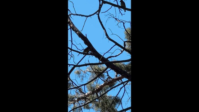 Омелюх американський - ML647397808