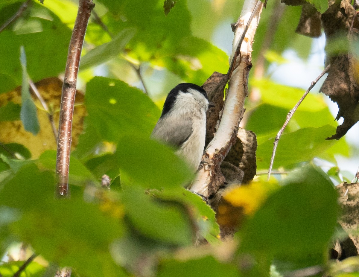 Mésange boréale - ML647397812