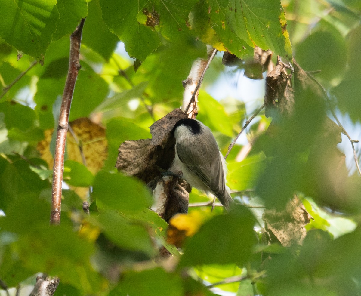 Mésange boréale - ML647397813