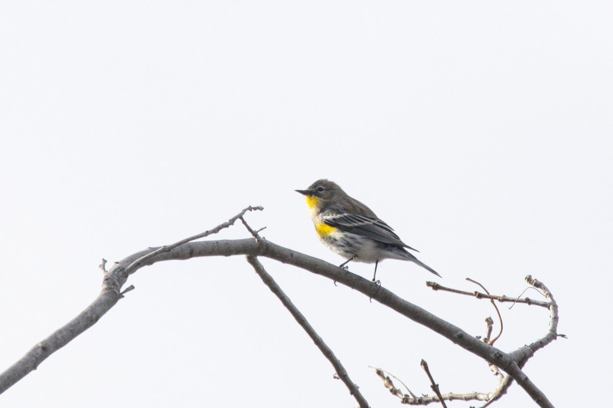 Yellow-rumped Warbler (Audubon's) - ML647397823
