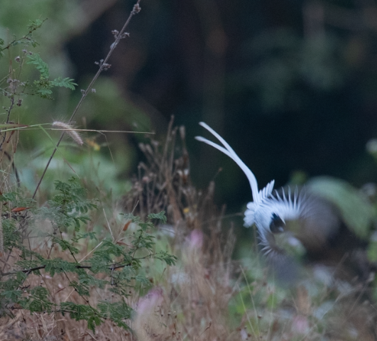 Indian Paradise-Flycatcher - ML647397828