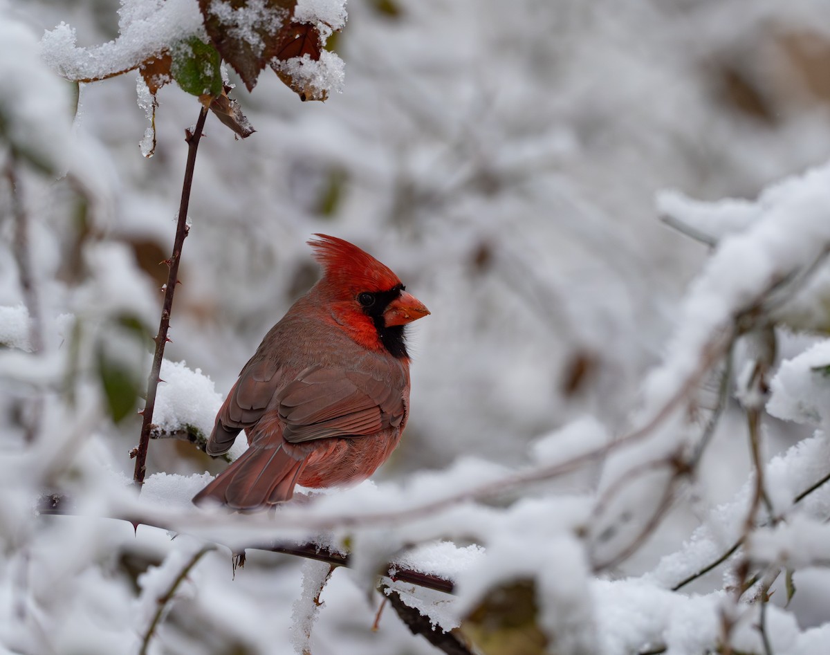 rødkardinal - ML647397829