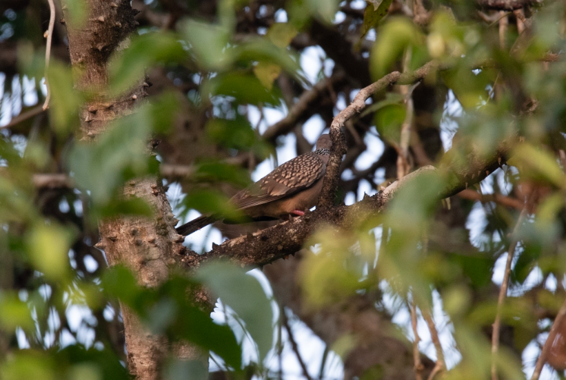 Spotted Dove - ML647397847