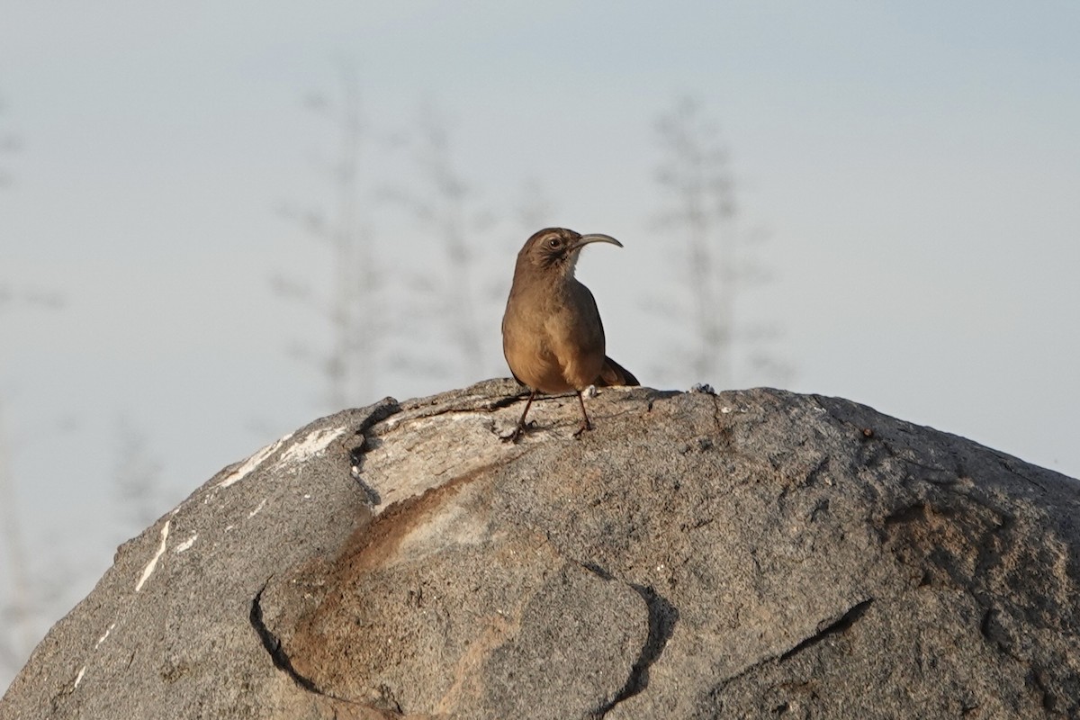 California Thrasher - ML647397858