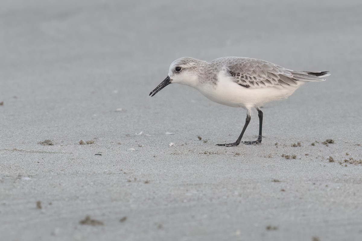 Txirri zuria - ML647397861