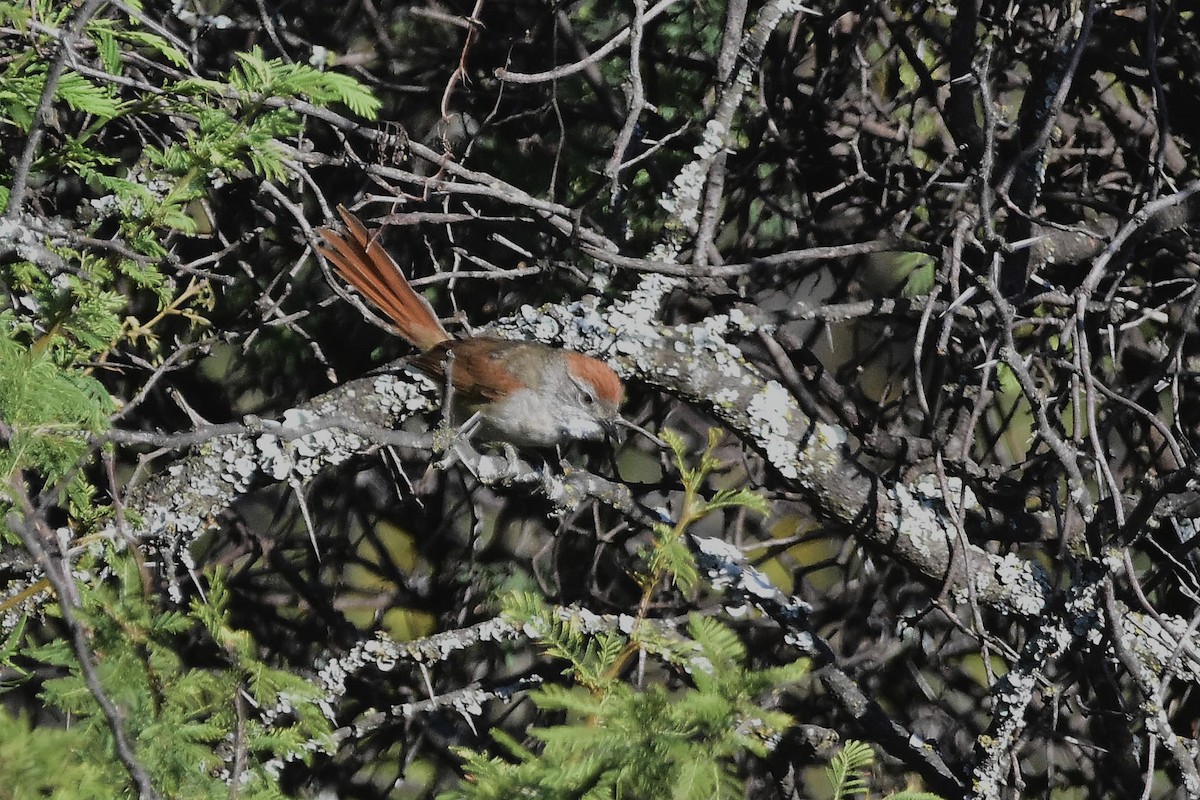 Graustirn-Dickichtschlüpfer - ML647397867