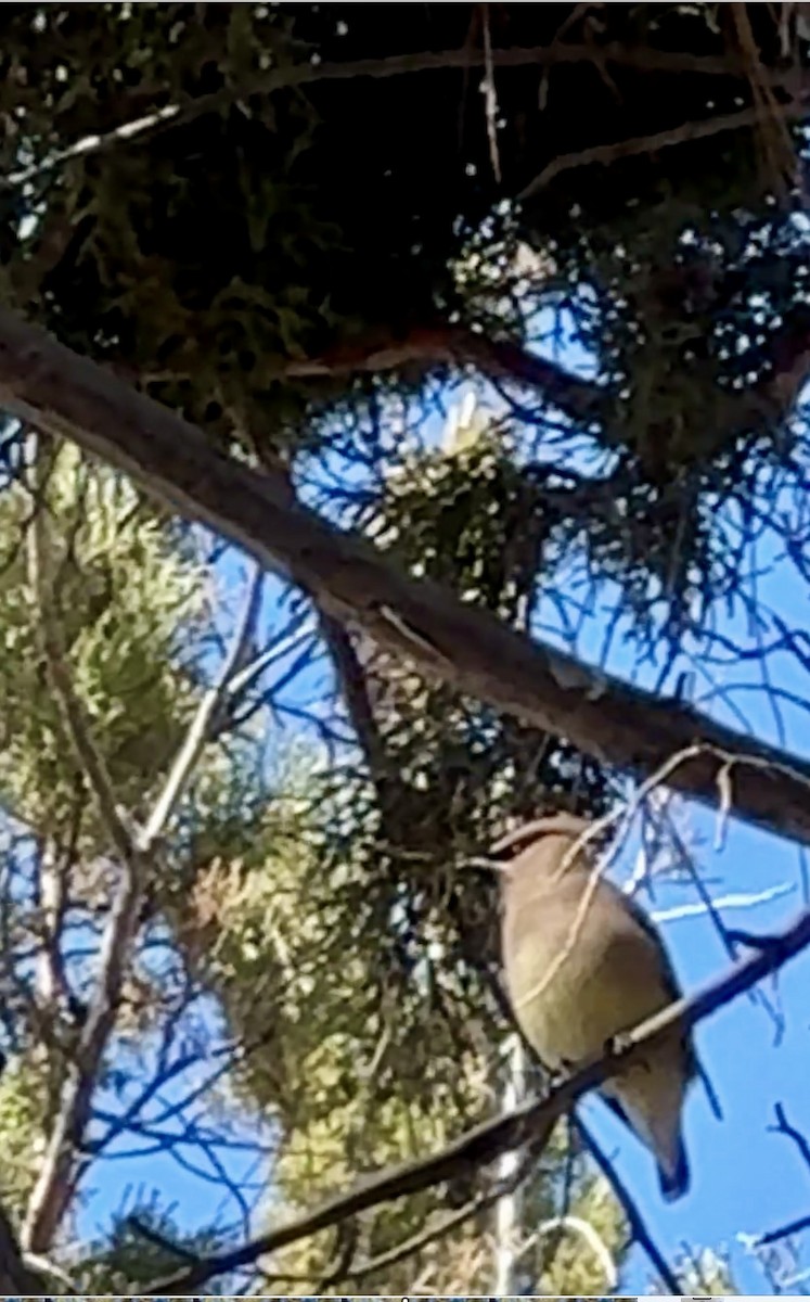 Cedar Waxwing - ML647397868
