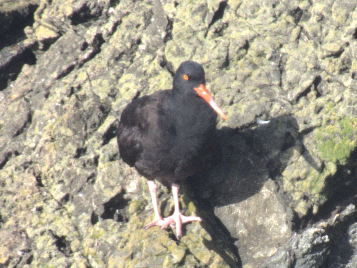 Huîtrier de Bachman - ML647397876