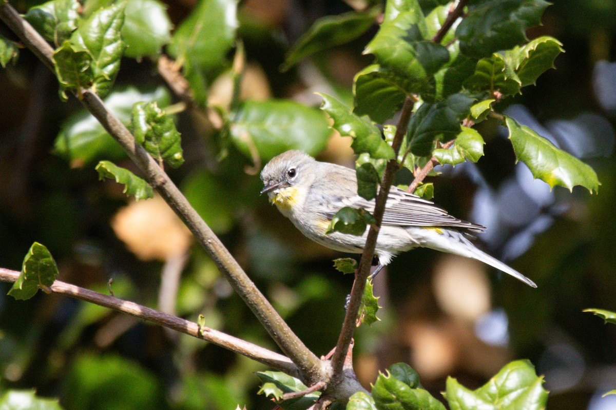 Kronenwaldsänger (Audubonwaldsänger) - ML647397877