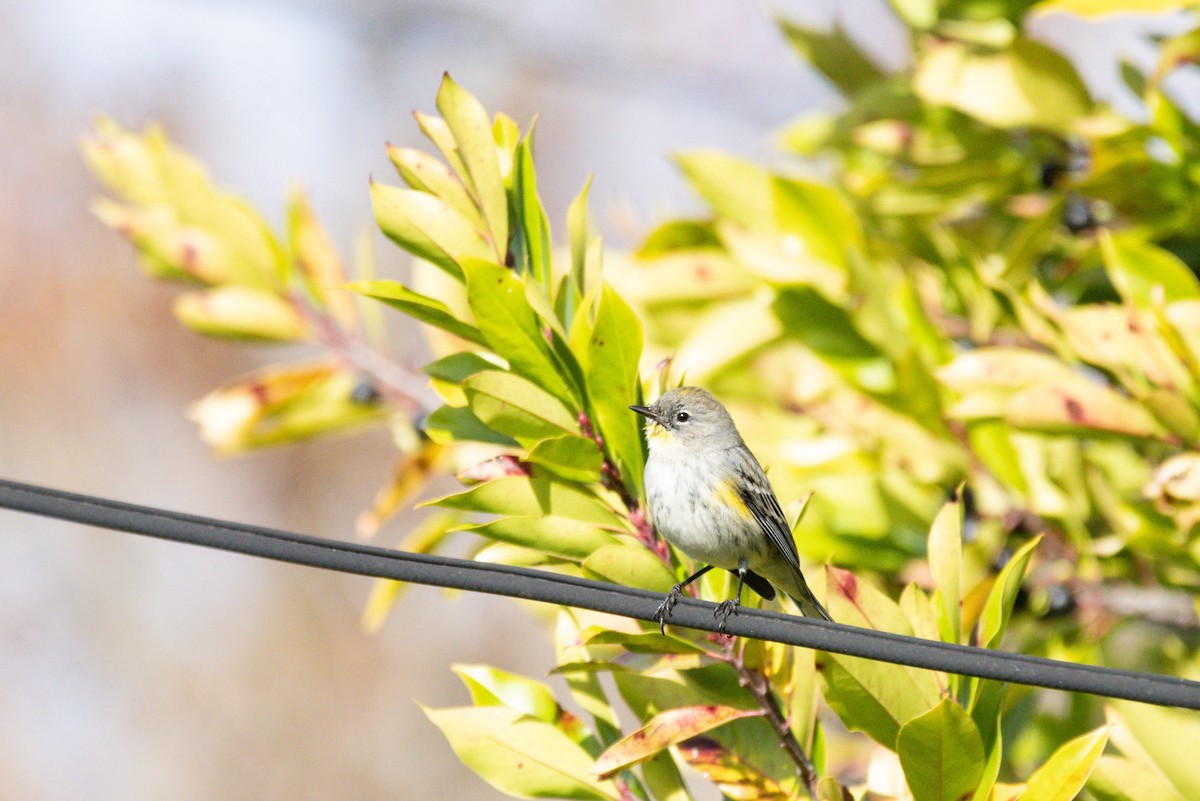 Yellow-rumped Warbler (Audubon's) - ML647397878
