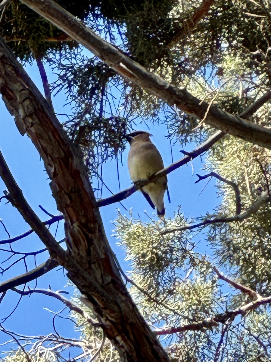 Cedar Waxwing - ML647397879