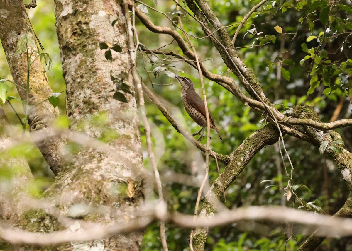 Paradise Riflebird - ML647397881