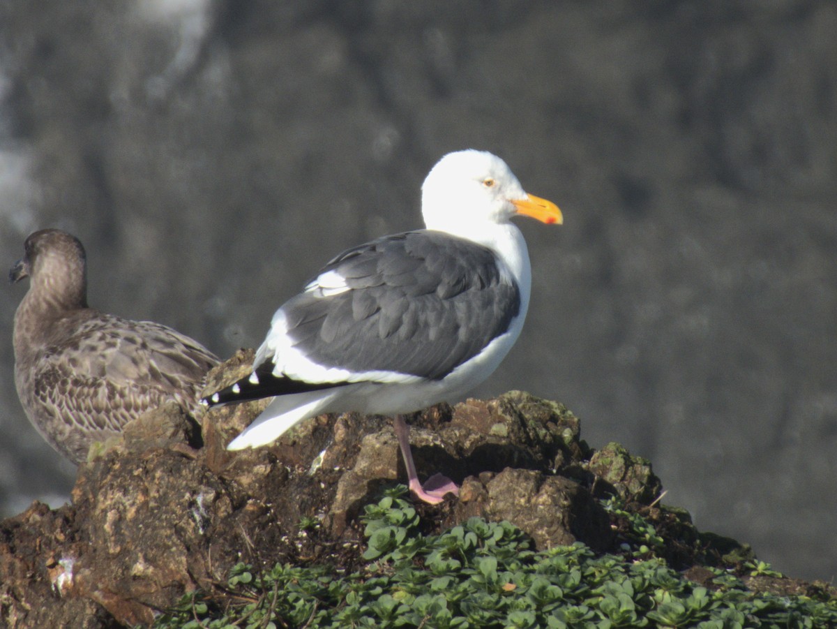 Goéland d'Audubon - ML647397882
