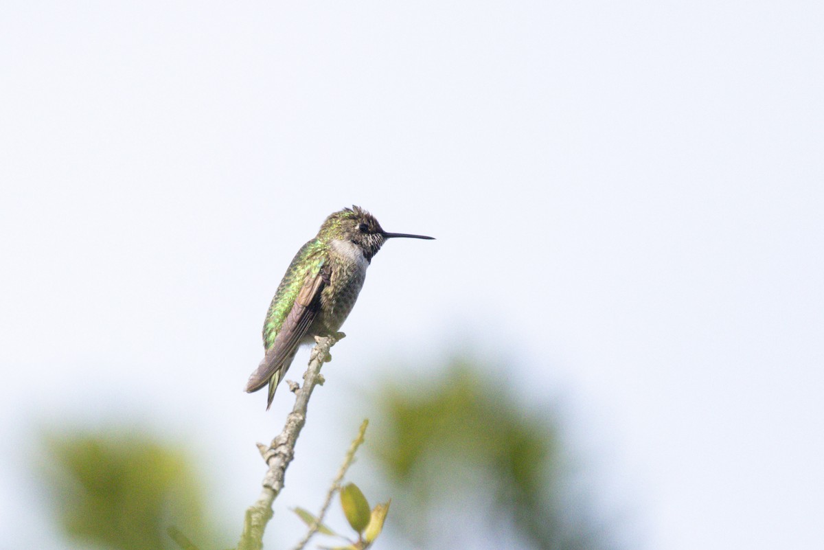 Annakolibri - ML647397883