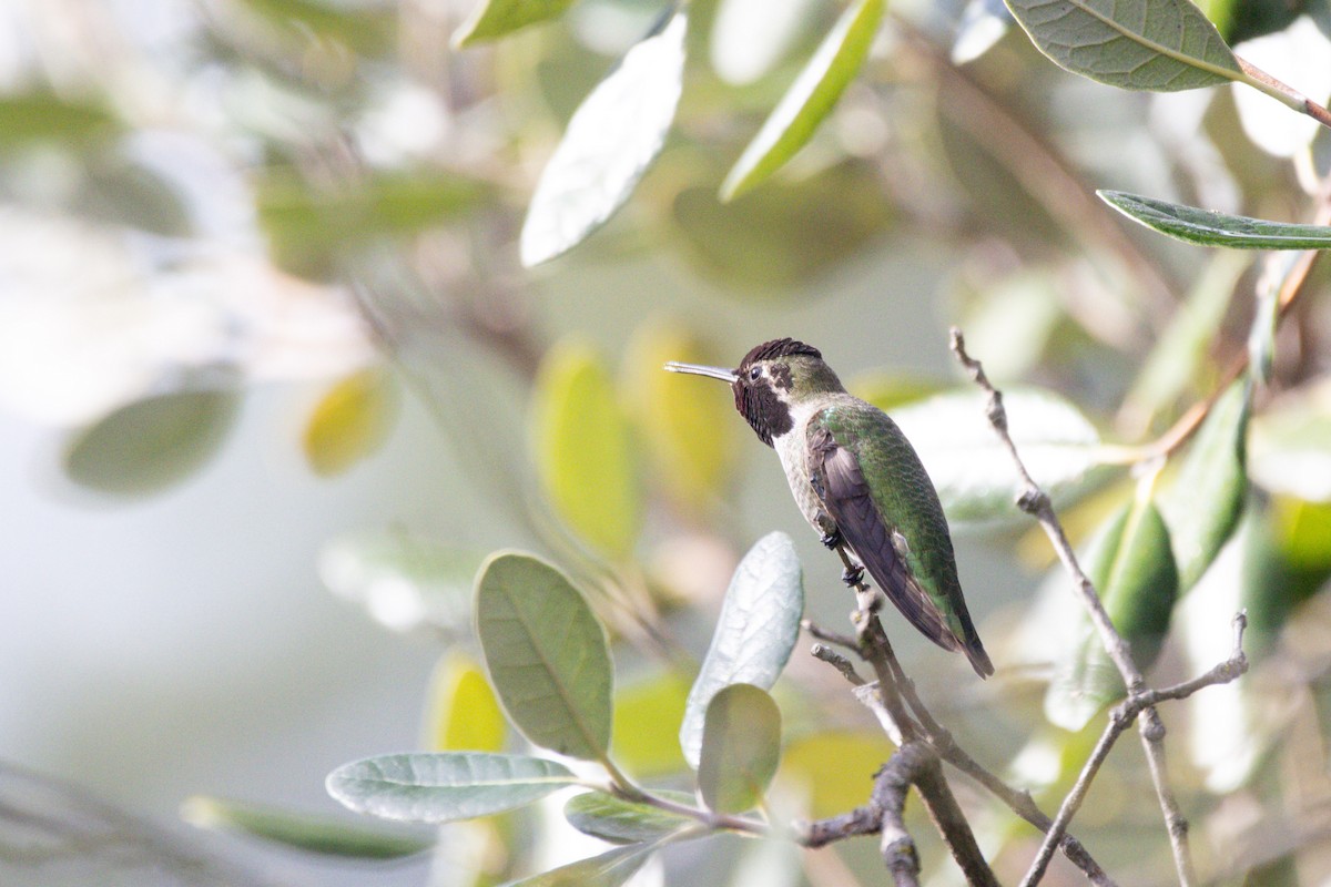 Annakolibri - ML647397884