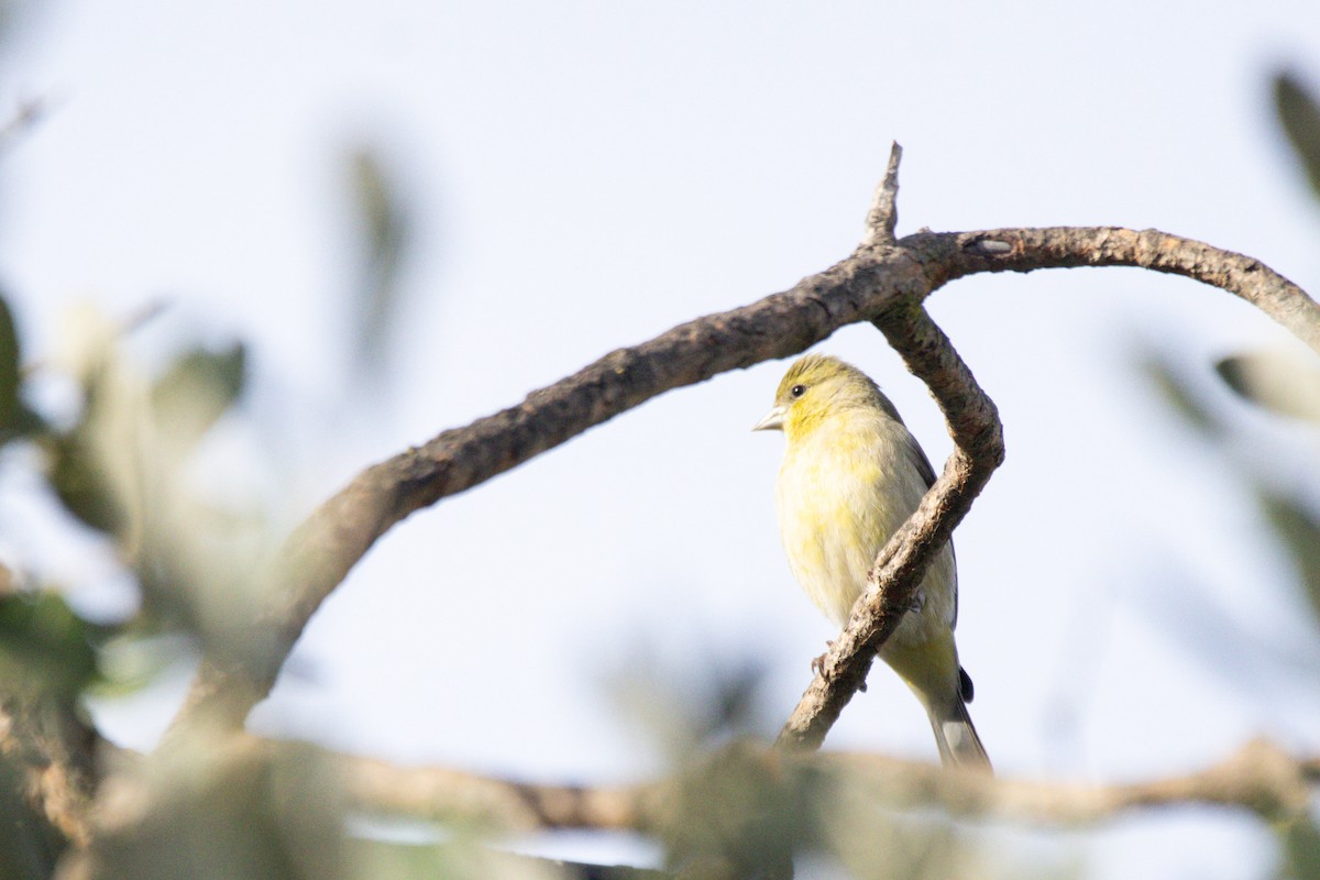 Mexikozeisig - ML647397887