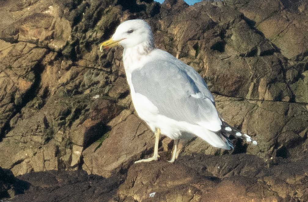 Kalifornienmöwe - ML647397889