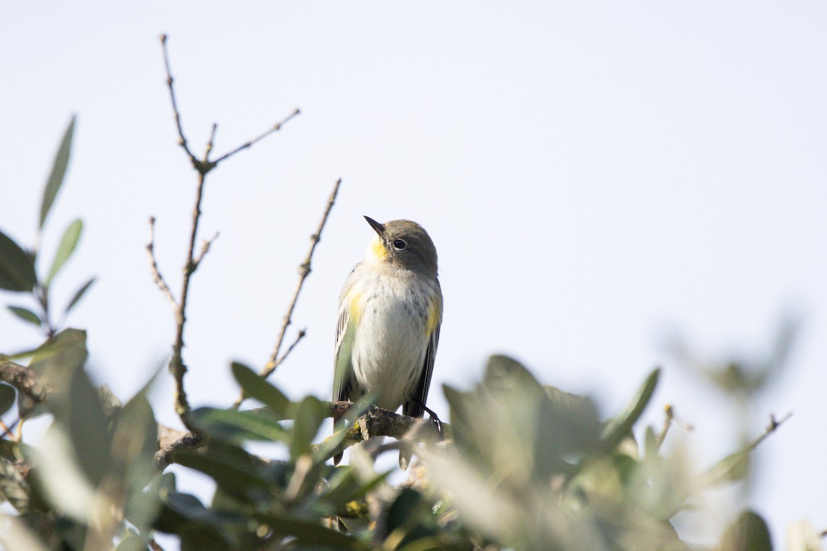 Kronenwaldsänger (Audubonwaldsänger) - ML647397891