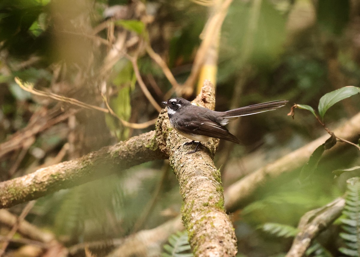 Graufächerschwanz - ML647397892