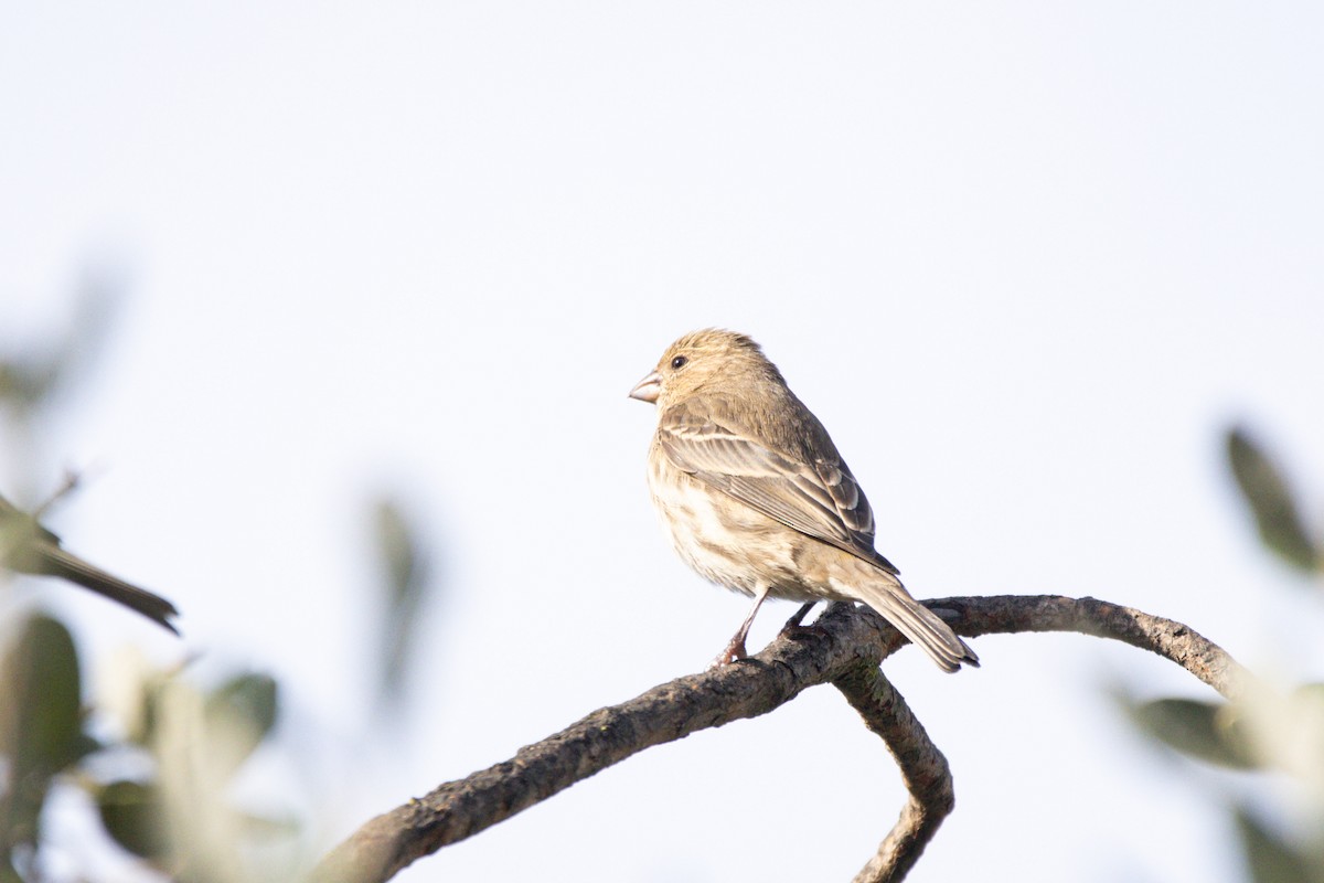 Hausgimpel - ML647397894