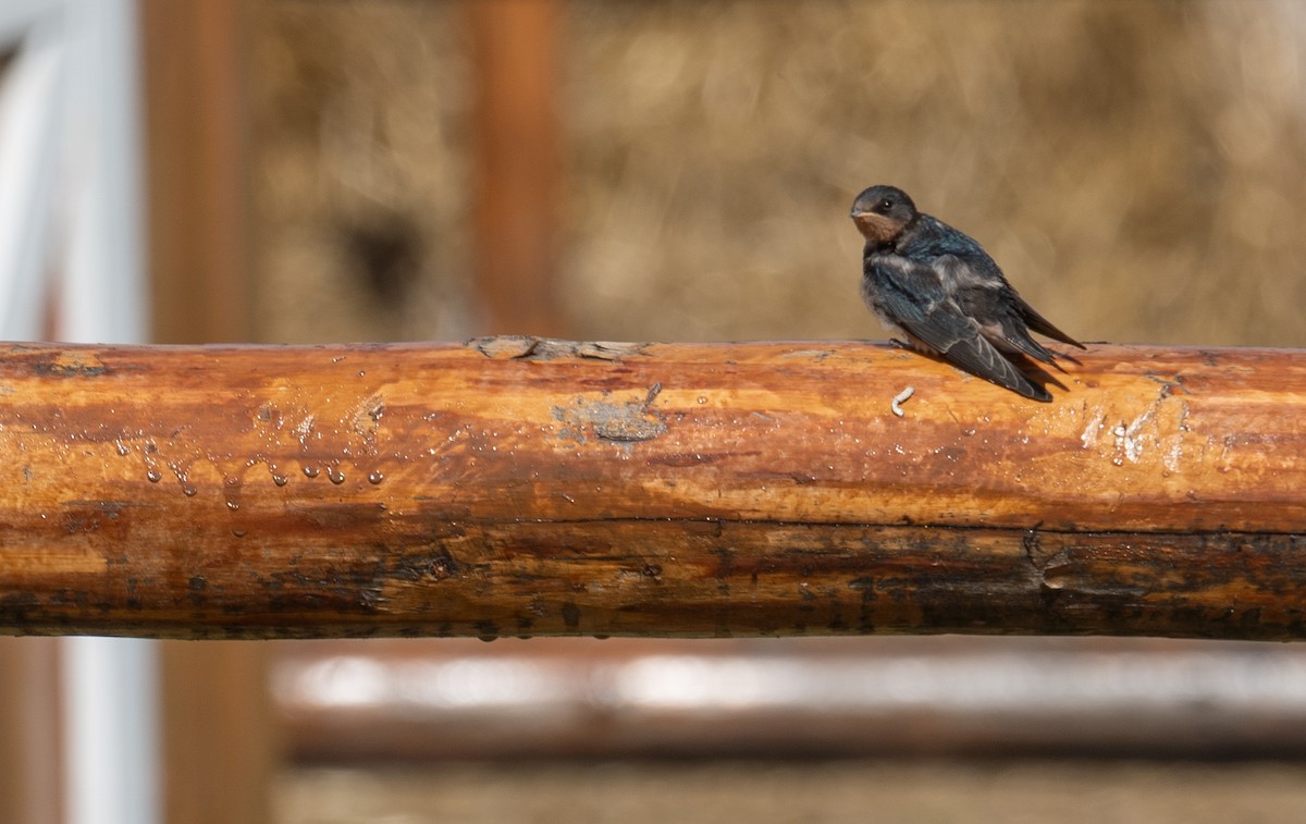 Rauchschwalbe - ML647397897