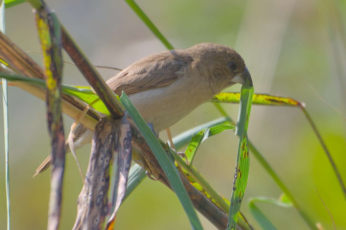 Muskatbronzemännchen - ML647397899