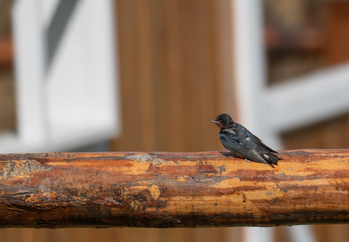 Rauchschwalbe - ML647397900