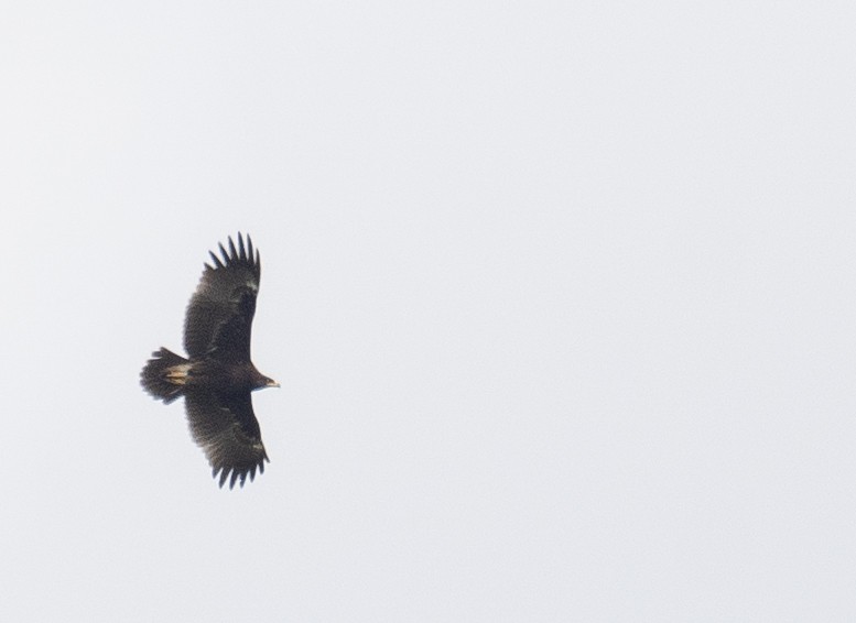 Schelladler - ML647397902