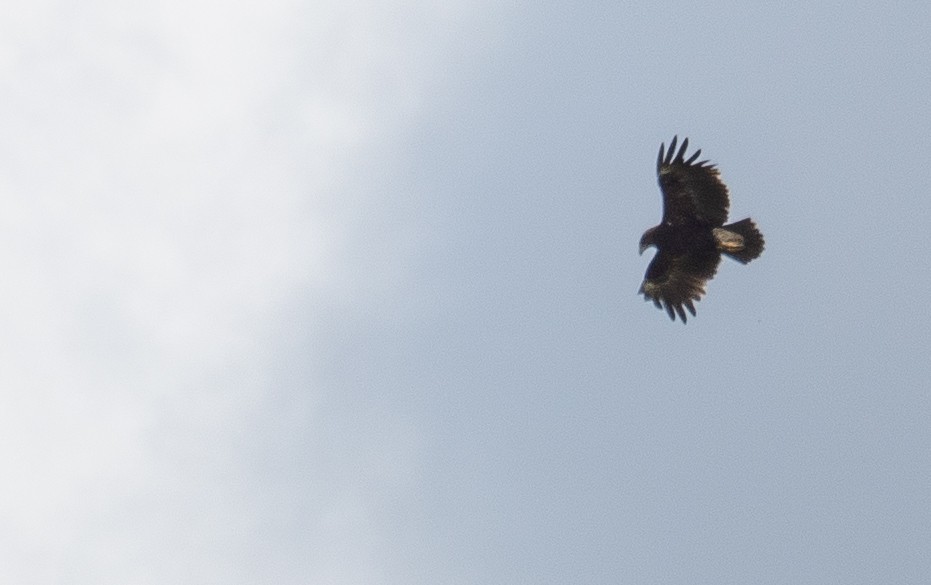 Schelladler - ML647397903