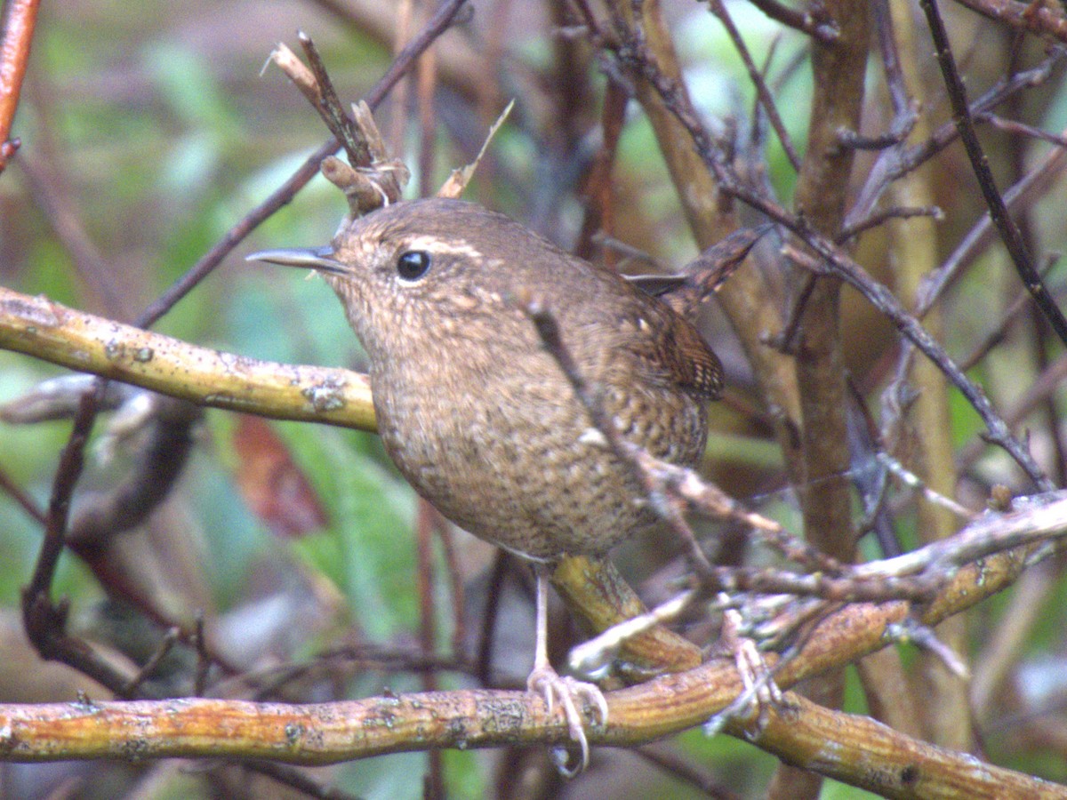 Pazifikzaunkönig - ML647397905