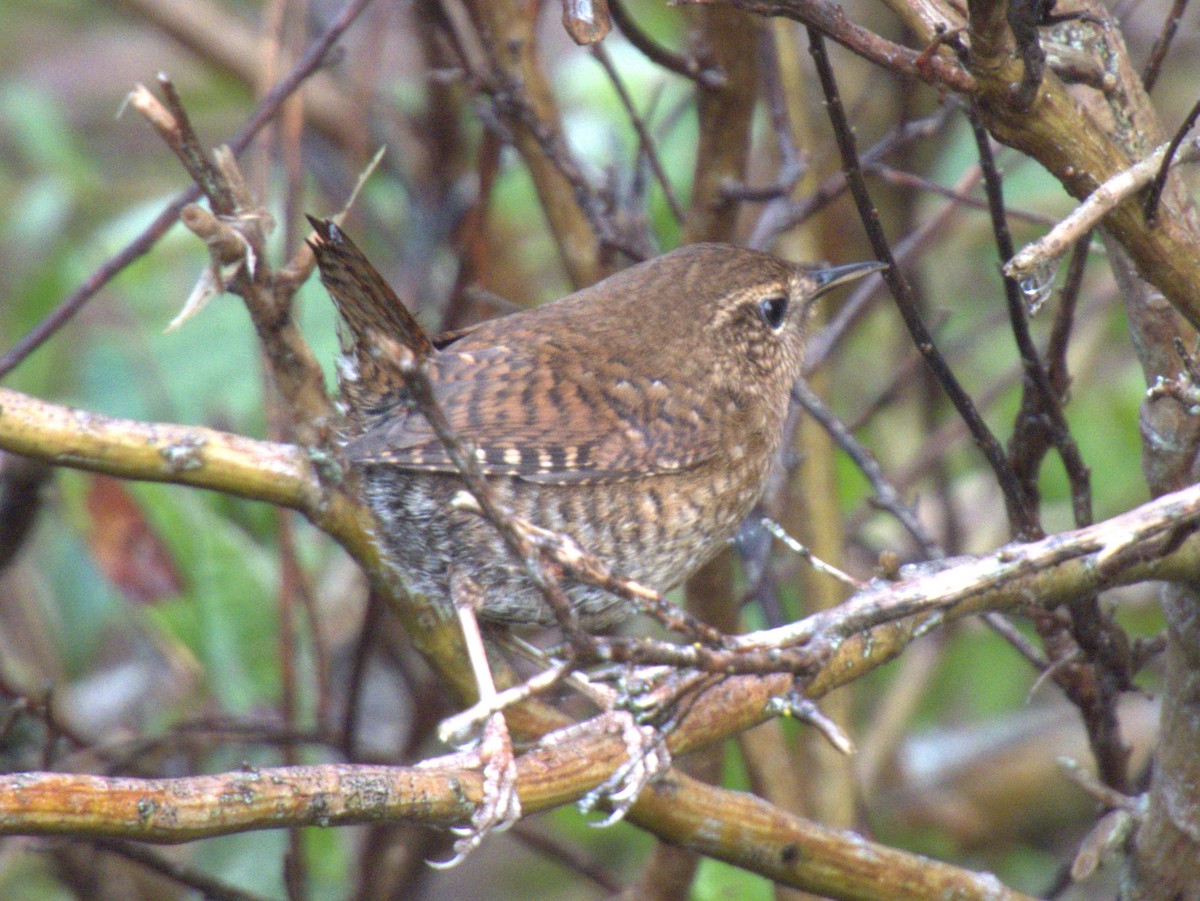 Pazifikzaunkönig - ML647397907