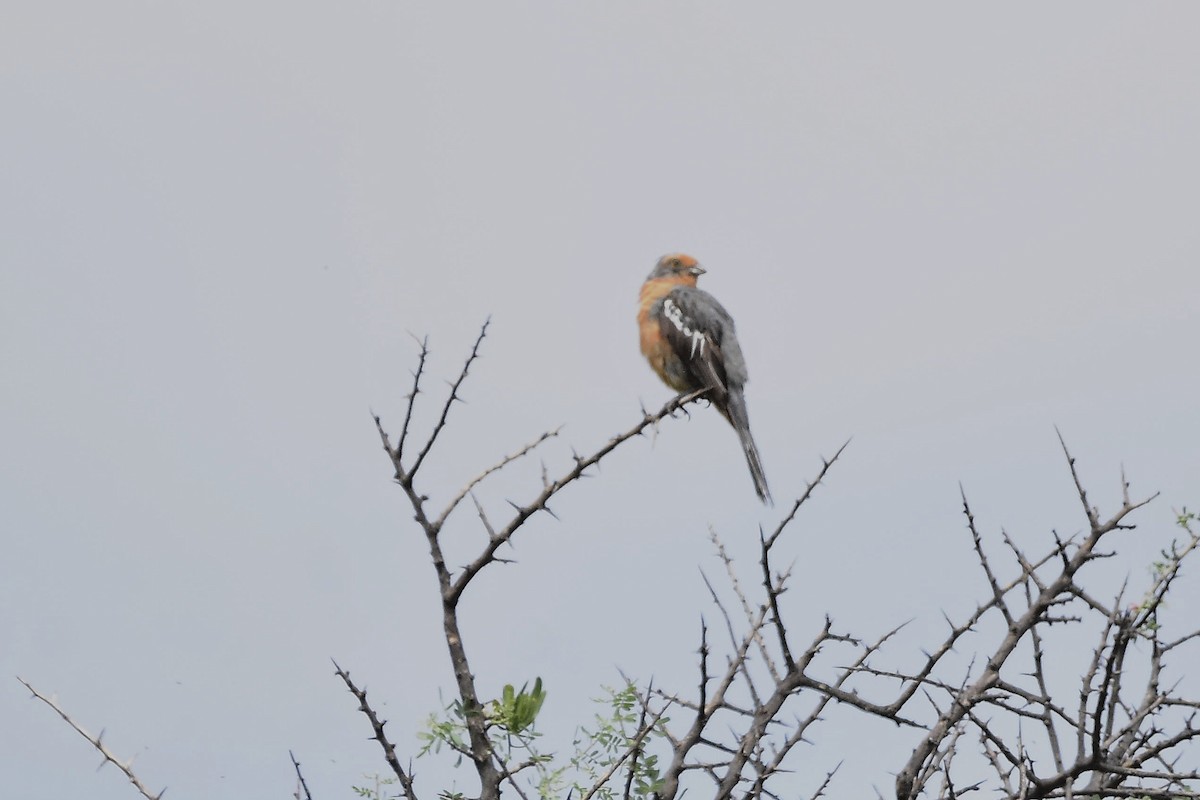 Zweibinden-Pflanzenmäher - ML647397909