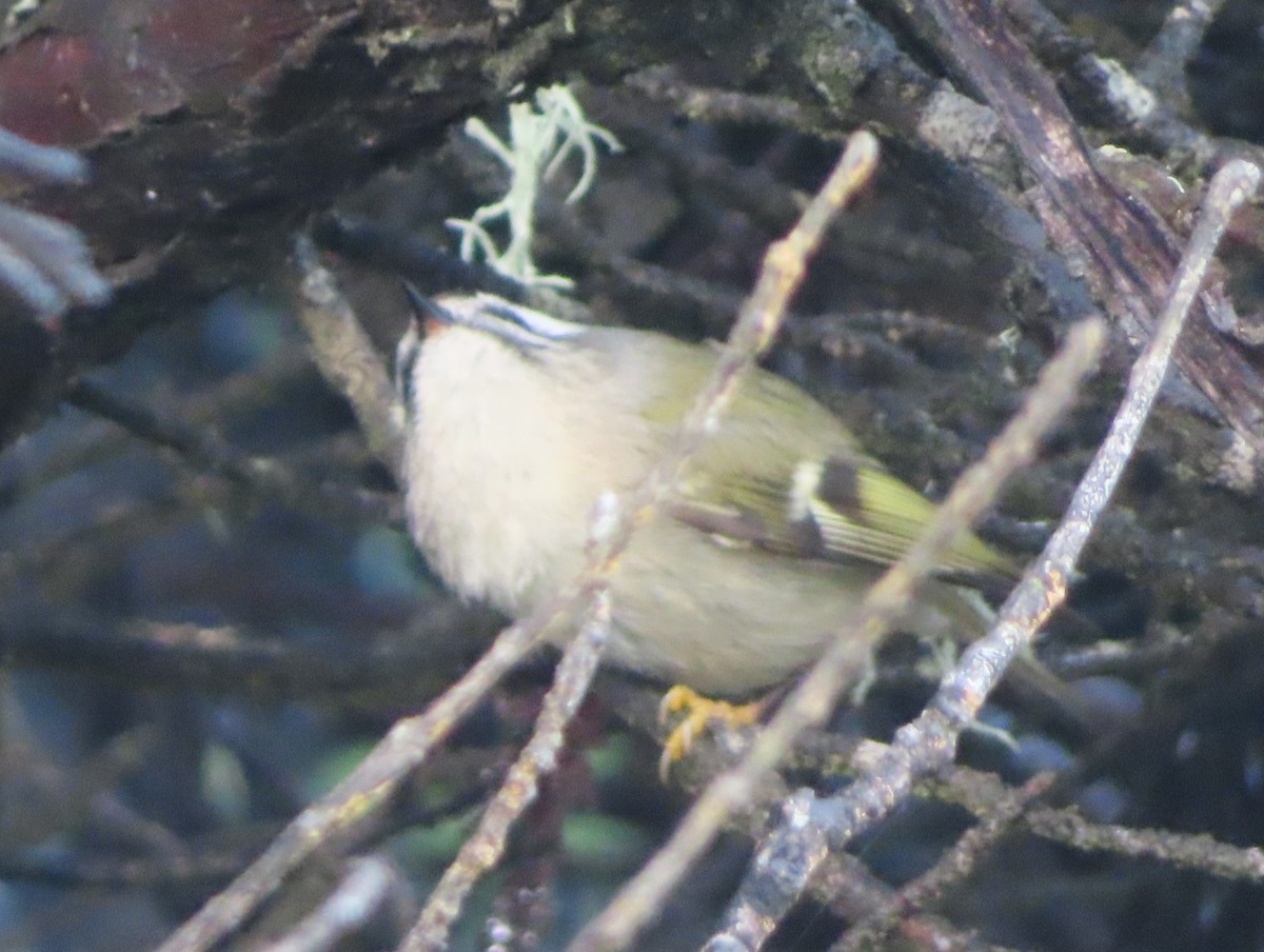 Indianergoldhähnchen - ML647397911