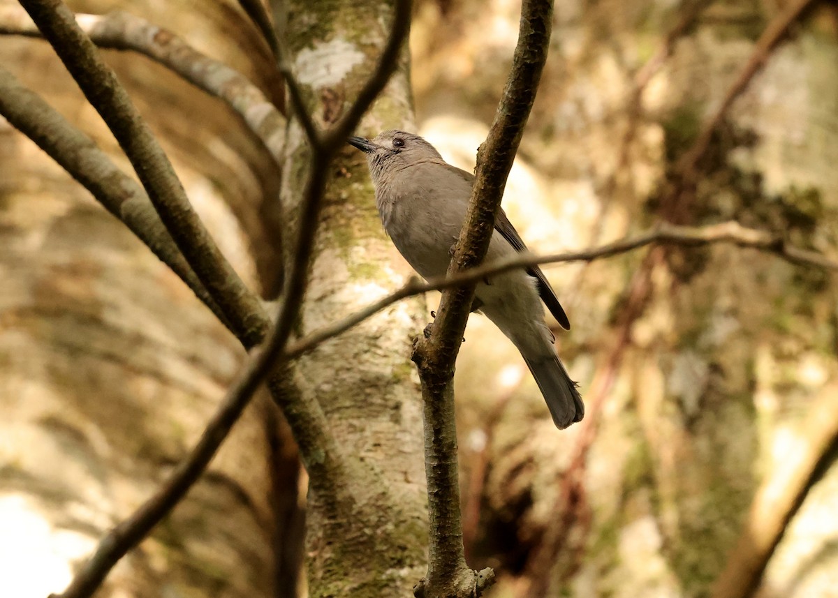 Weißzügel-Dickkopf - ML647397912