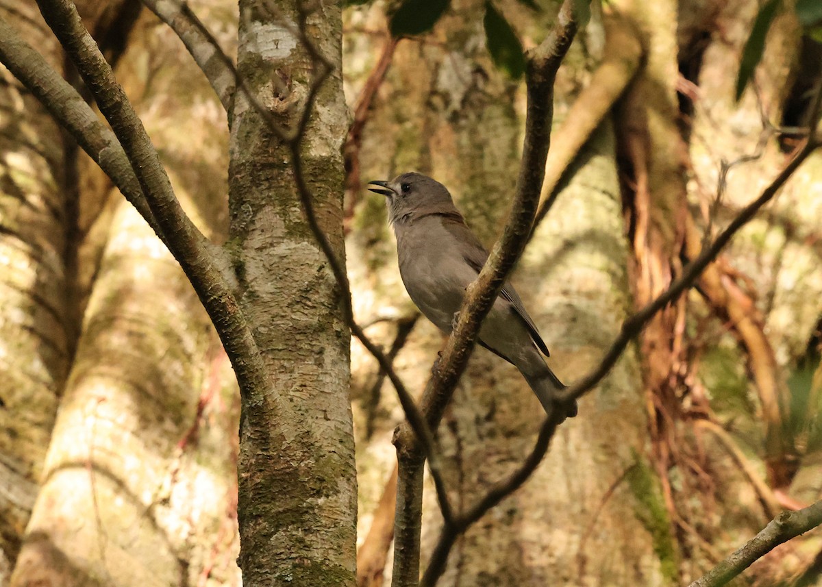 Weißzügel-Dickkopf - ML647397913