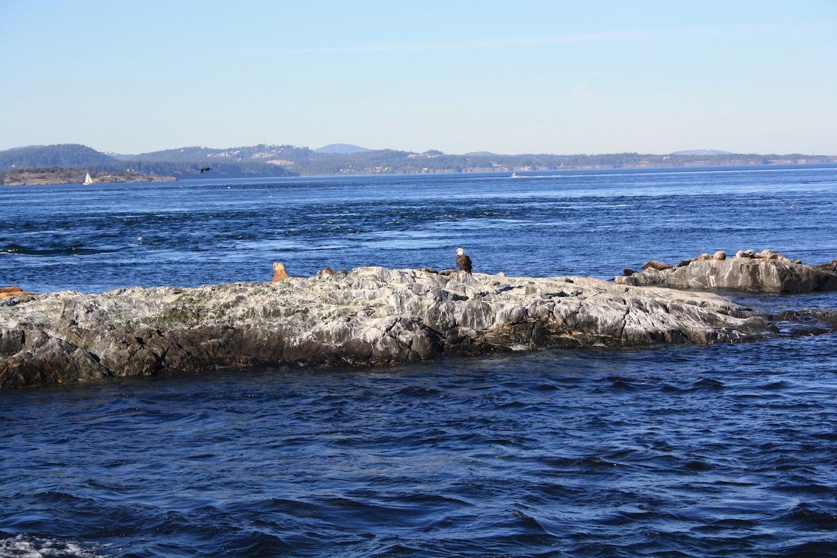 Weißkopf-Seeadler - ML647397914